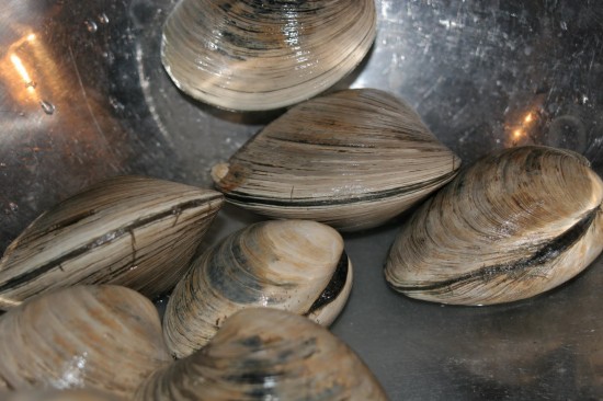 Ocean Quahog